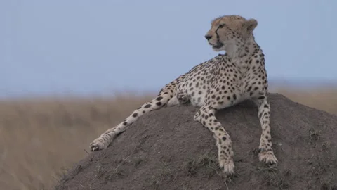 Cheetah Looks Around While Resting Stock Footage 217653130