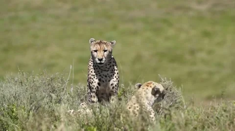 CHEETAH LOOKS FORWARD Video stock 47995492