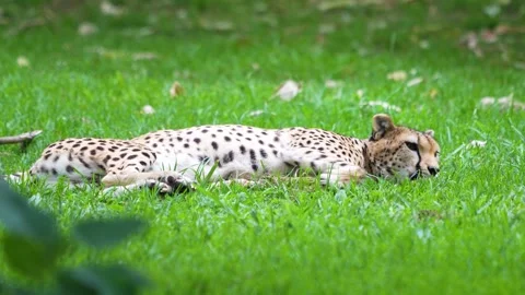 Cheetah Lying and Rolling on Green Grass in Samburu National Reserve Kenya. Stock Footage 319780649
