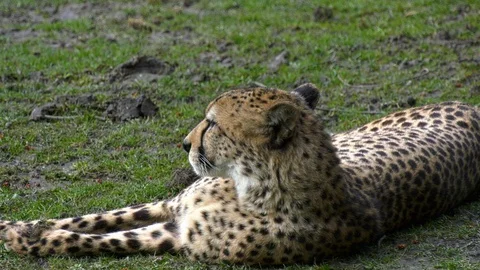 Cheetah is lying around Stock Footage 117717222