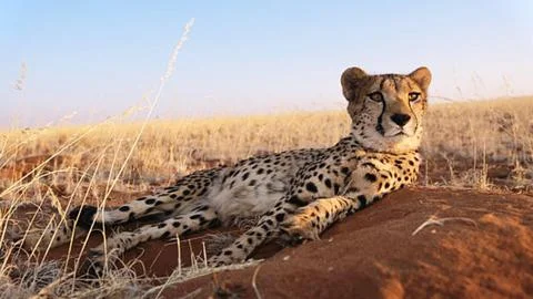Cheetah Lying Down in Dry Grass of African Wilderness Stock Photos