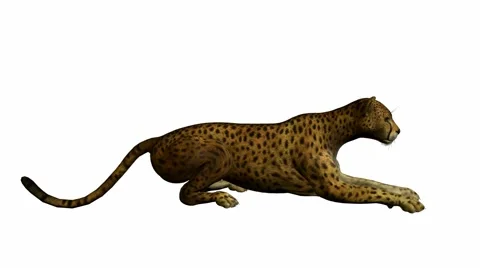 Cheetah lying down Stock Footage 942086