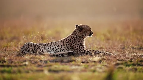 Cheetah lying down Stock Footage 243357773