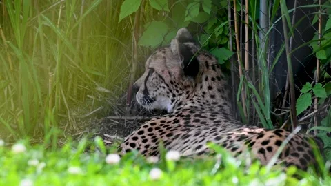 A cheetah lying down in a grassy area with plants and shrubs. Stock Footage 336508617