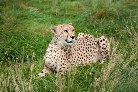 Cheetah lying down in long grass Stock Photos