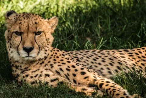 Cheetah lying down Stock Photos