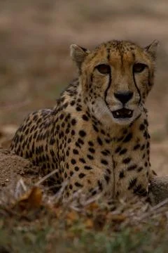 Cheetah lying in the gras Stock Photos