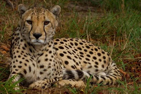Cheetah lying in the gras Stock Photos