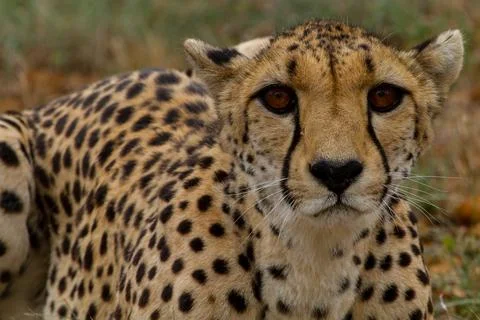 Cheetah lying in the gras Foto stock