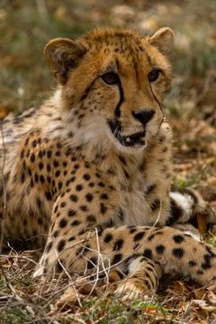 Cheetah lying in the gras Foto stock