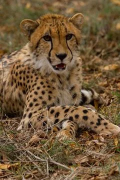 Cheetah lying in the gras Foto stock