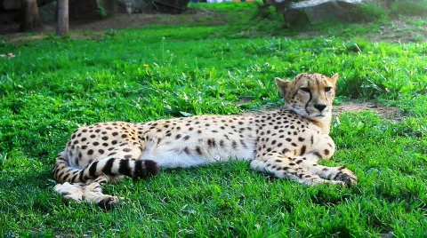 Cheetah  is lying on the grass Video stock 717862