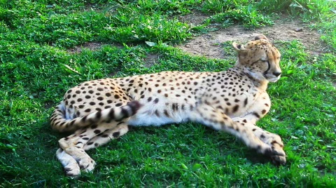 Cheetah  is lying on the grass Stock Footage 718231