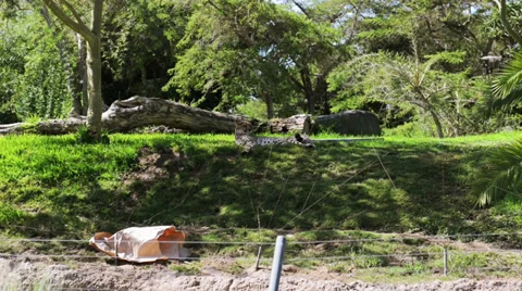 Cheetah lying on the grass Stock Footage 32481488
