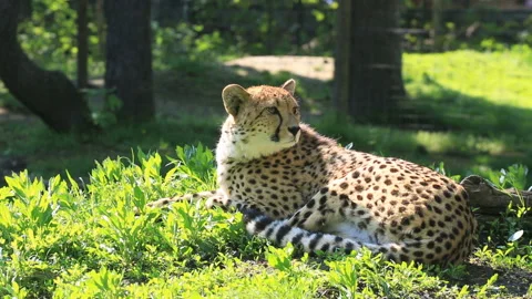 Cheetah lying on the grass Stock Footage 92812738
