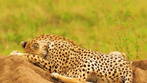 Cheetah Lying in Grass Stock Footage 323143334