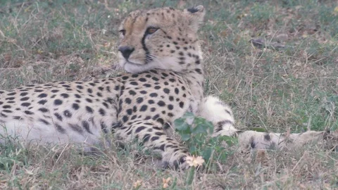 Cheetah lying in the ground under tree and resting after hunting in Maasai Mara Stock Footage 115924927