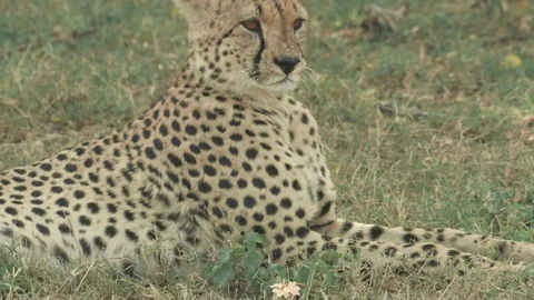 Cheetah lying in the ground under tree and resting after hunting in Maasai Mara Stock Footage 115924956