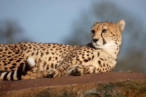 Cheetah lying on a rock Stock Photos