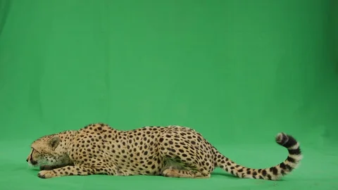 Cheetah lying on a screen screen slow motion 库存影片 111284062