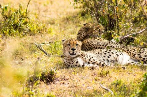 Cheetah lying in the shade of a bush Stock Photos