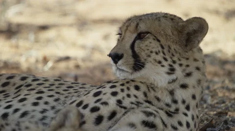 Cheetah - lying in shade, looking around, close shot. Africa predator 4K ultrahd Stock Footage 54797303