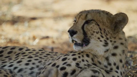 Cheetah - lying in shade, looking around, close shot. Africa predator 4K ultrahd Stock Footage 111343756