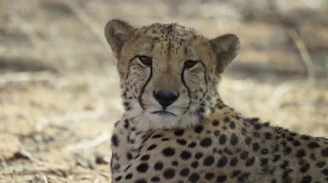 Cheetah - lying in shade, turns to look at camera. Africa predator big cat 4K Stock Footage 54791349