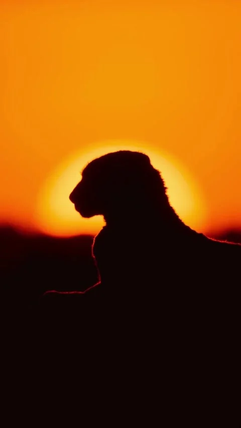 Cheetah lying in the sunset Vidéo 330121417