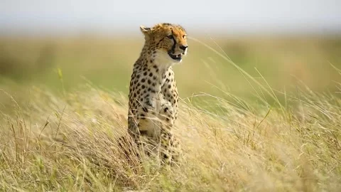 Cheetah in the maasai mara. Stock Footage 331201485