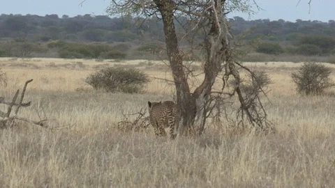 Cheetah marking / spraying Video stock 105323568