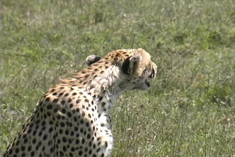 Cheetah missed target Stock Footage 116163
