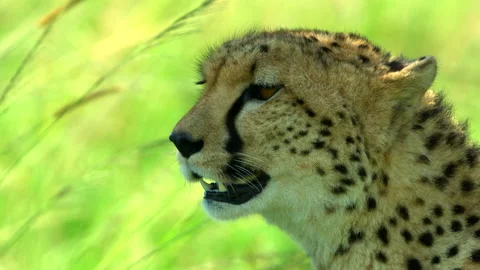 Cheetah mom Stock Footage 201925980