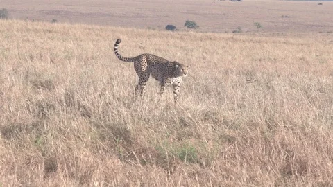 Cheetah mom looking for her lost cub in the bush in Maasai Mara, Kenya Stock Footage 115924924