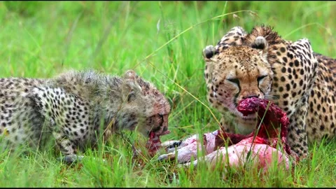 Cheetah mother and cub devouring 库存影片 311732020