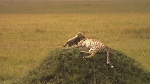Cheetah mother and cub Stock Footage