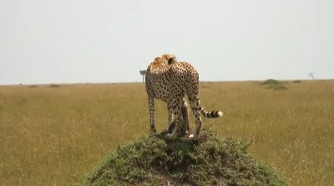 Cheetah mother Stock Footage 12337157