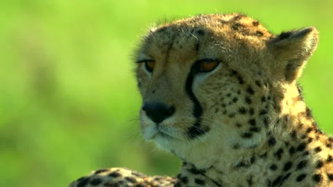 Cheetah mother Stock Footage 201923717