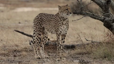 The cheetah mother is searching for prey while the cubs hide Stock Footage 344966207