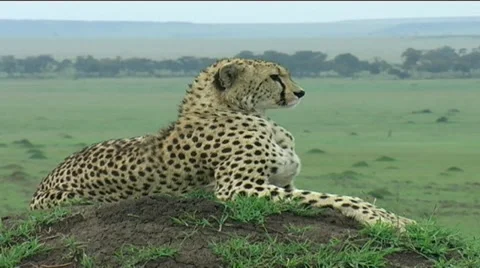 Cheetah on mound Stock Footage 12557225