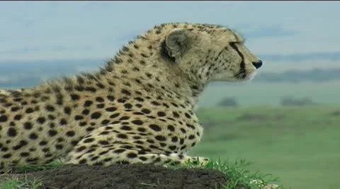Cheetah on mound Stock Footage 12557910