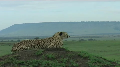 Cheetah on mound Stock Footage 12558397