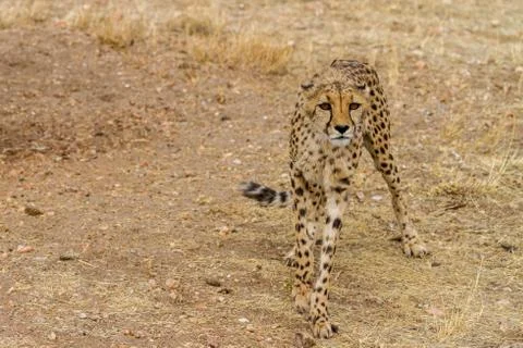 Cheetah in namibia Foto stock