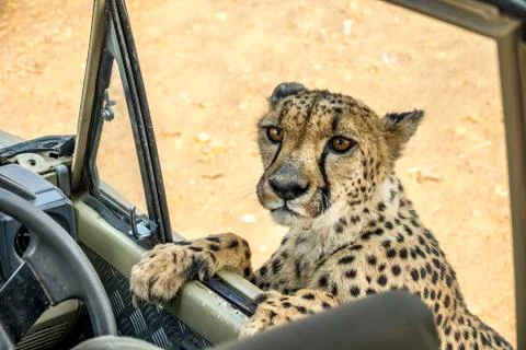The Cheetah in Namibia Stock Photos