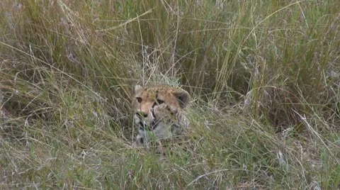 Cheetah in natural environment Stock Footage 12344032