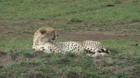 Cheetah in natural environment Stock Footage 12364065