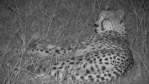 Cheetah at night grooming Stock Footage 84668955