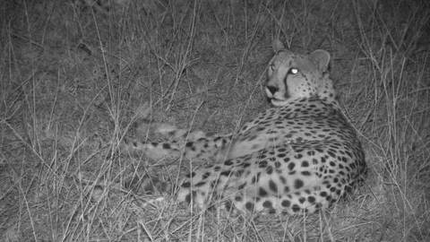 Cheetah at night grooming Video stock 84669155