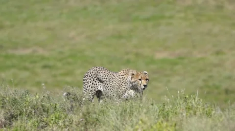 CHEETAH OVER RIDGE 库存影片 48239108