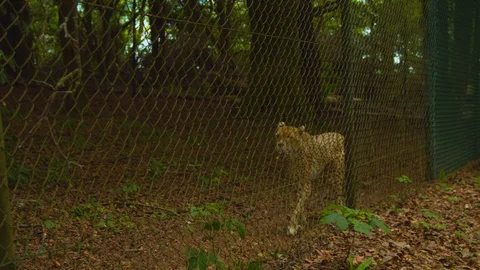 Cheetah pacing up and down wire fence Stock Footage 114557952